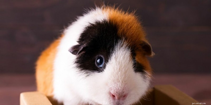 Which Guinea Pig Breeds Are the Friendliest? A Guide to the Most Social Breeds