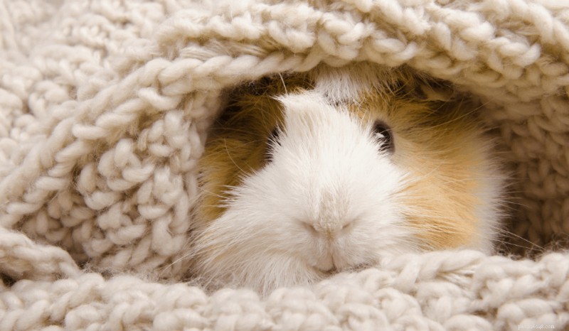 Guinea Pig Sleep Patterns: When They Rest and How to Optimize Their Sleep