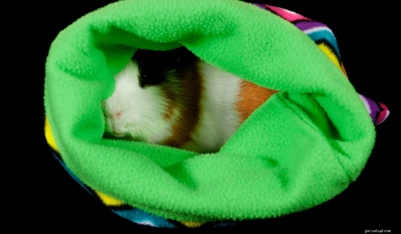 Guinea Pig Sleep Patterns: When They Rest and How to Optimize Their Sleep