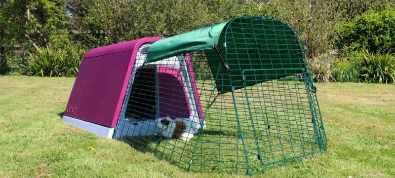Can You Leave Guinea Pigs Alone for a Weekend? What You Need to Know