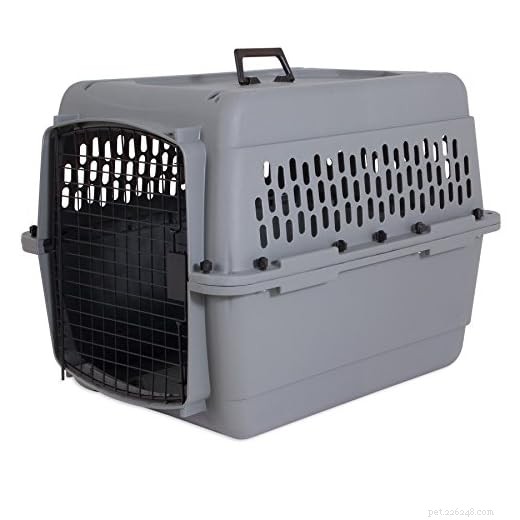 Choosing the Best Transport for Your Guinea Pig: Carrier vs. Cardboard Box