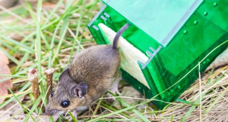 Do Guinea Pigs Attract Mice? Expert Insights & Practical Prevention Tips