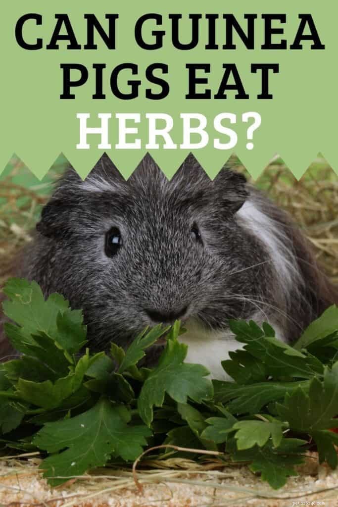 Herbs for Guinea Pigs: Which Ones Are Safe and Which Are Harmful