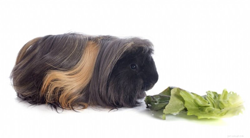 Peruvian Guinea Pig Care Guide: Grooming, Nutrition, Housing & Lifestyle