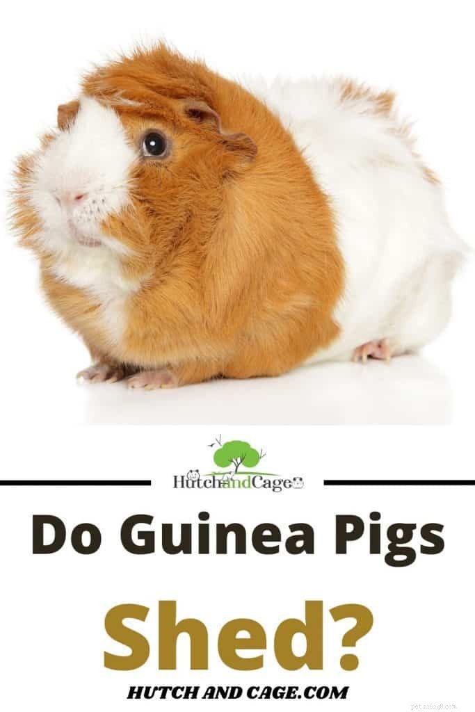 Do Guinea Pigs Shed? Expert Guide to Reducing Shedding and Keeping Your Pet Healthy