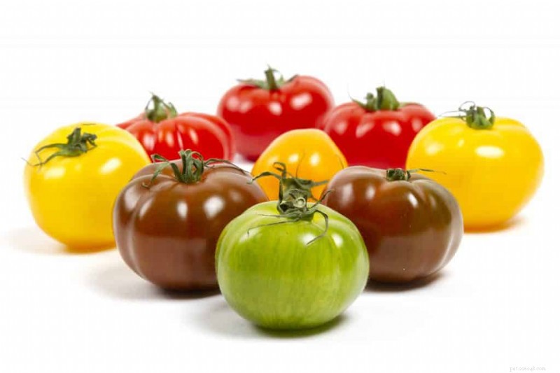 Can Guinea Pigs Safely Eat Tomatoes? Benefits, Risks & Feeding Guide