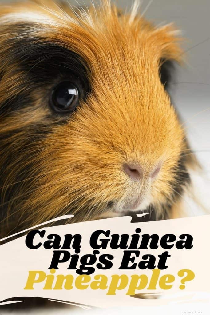Is Pineapple Safe for Guinea Pigs? A Practical Guide