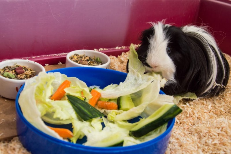 Is Pineapple Safe for Guinea Pigs? A Practical Guide