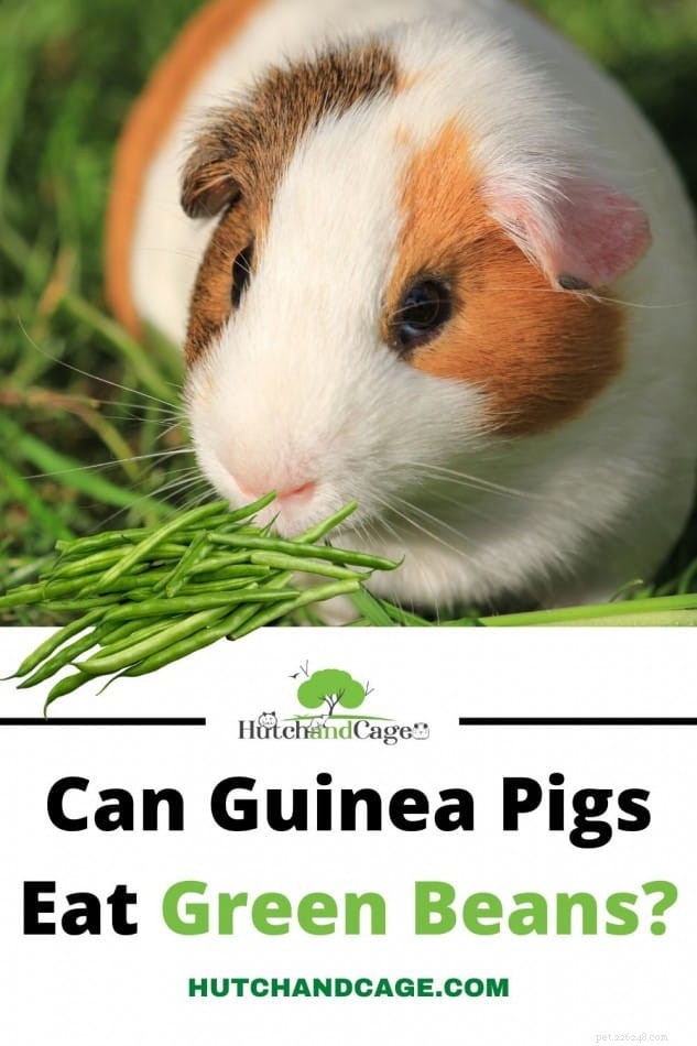 Do Guinea Pigs Safely Eat Green Beans? Benefits, Feeding Limits and Precautions