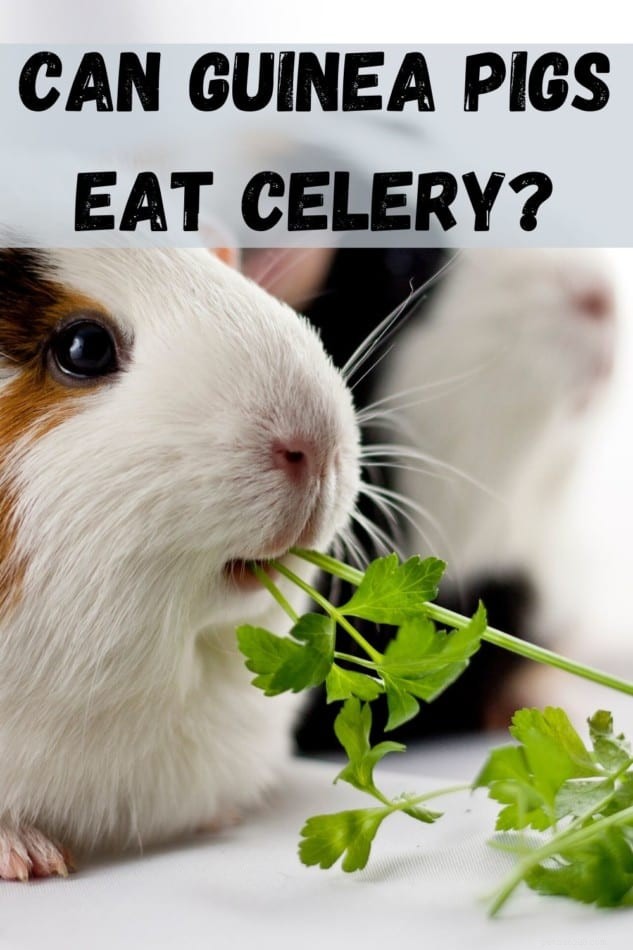 Can Guinea Pigs Safely Consume Celery? Expert Guidance