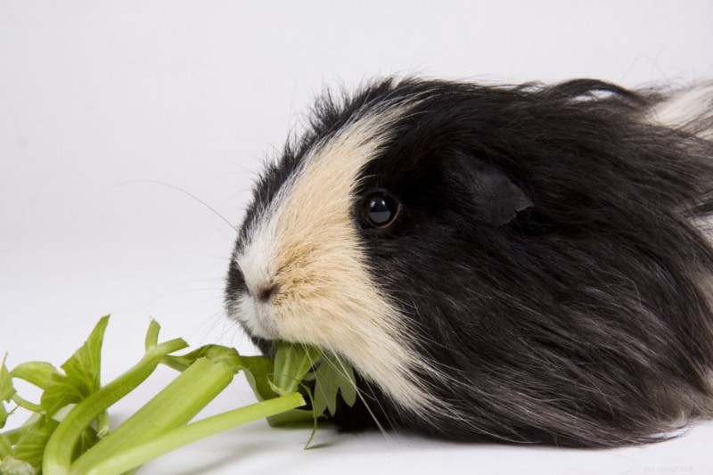 Can Guinea Pigs Safely Consume Celery? Expert Guidance