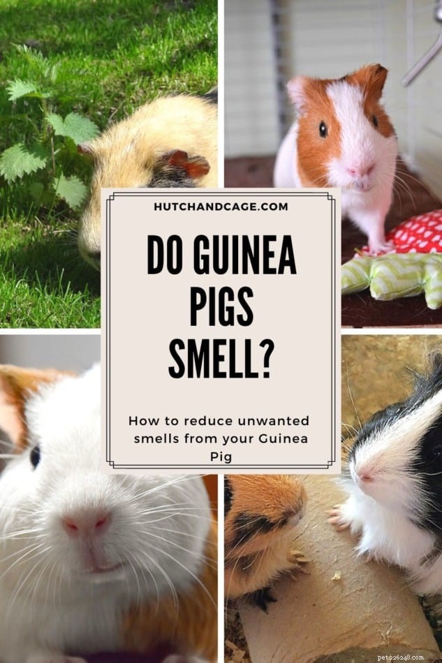 Do Guinea Pigs Smell? Expert Tips to Keep Your Pet Fresh and Healthy