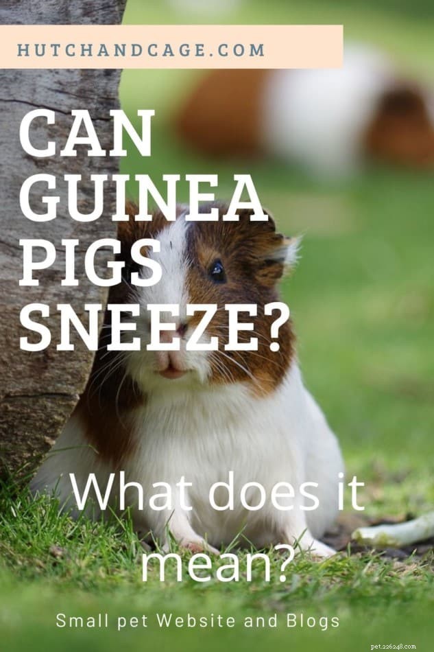 Can Guinea Pigs Sneeze? Recognizing Respiratory Signs and When to Call a Vet