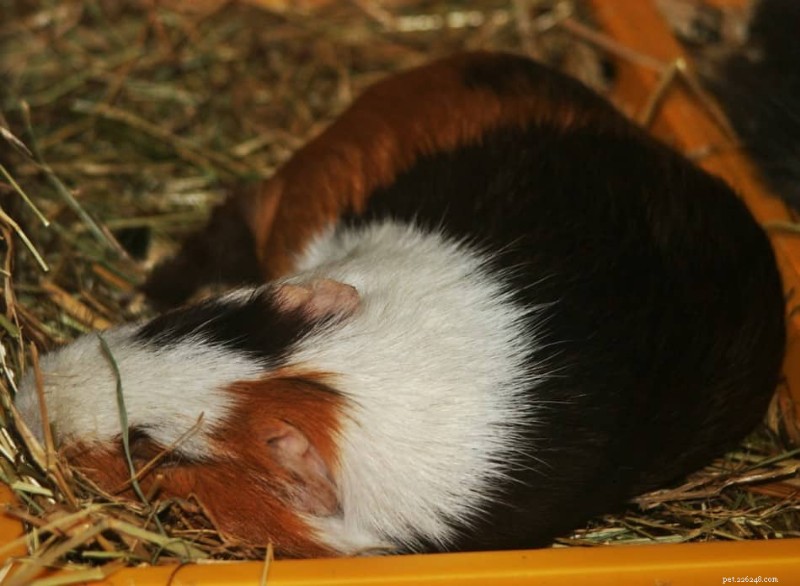 How Long Do Guinea Pigs Sleep? A Veterinary Guide to Their Rest Patterns