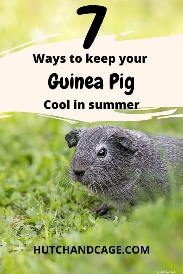 How to Keep Your Guinea Pig Cool in Hot Weather: 7 Expert Tips