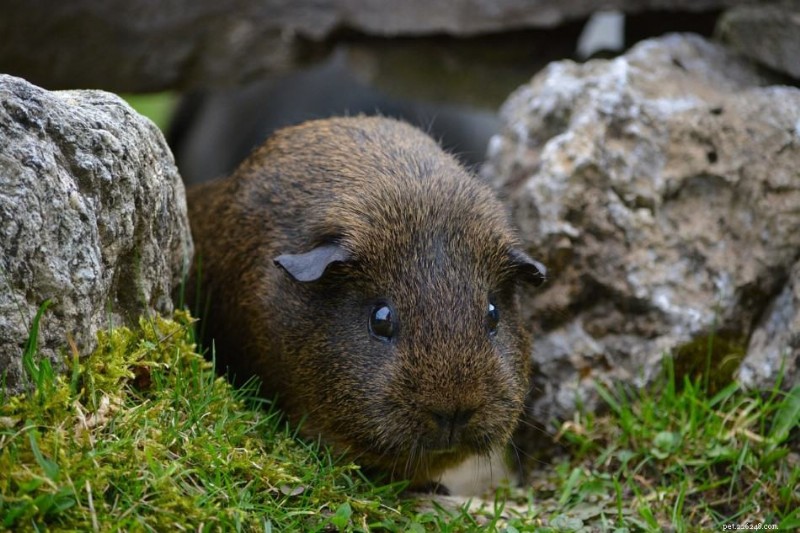 10 Fascinating Guinea Pig Facts & 5 Bonus Insights