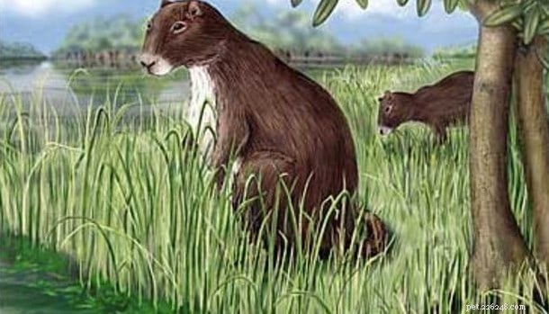 10 Fascinating Guinea Pig Facts & 5 Bonus Insights