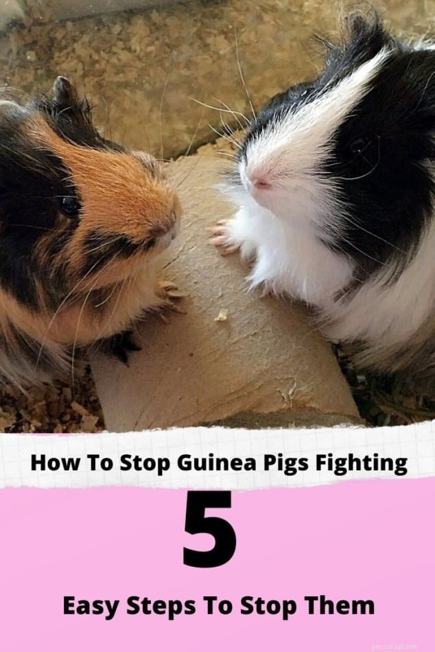 Why Guinea Pigs Fight — 5 Expert-Backed Strategies to End the Conflict