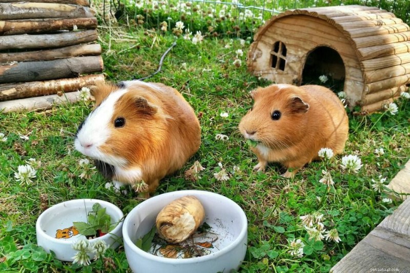 Why Guinea Pigs Fight — 5 Expert-Backed Strategies to End the Conflict