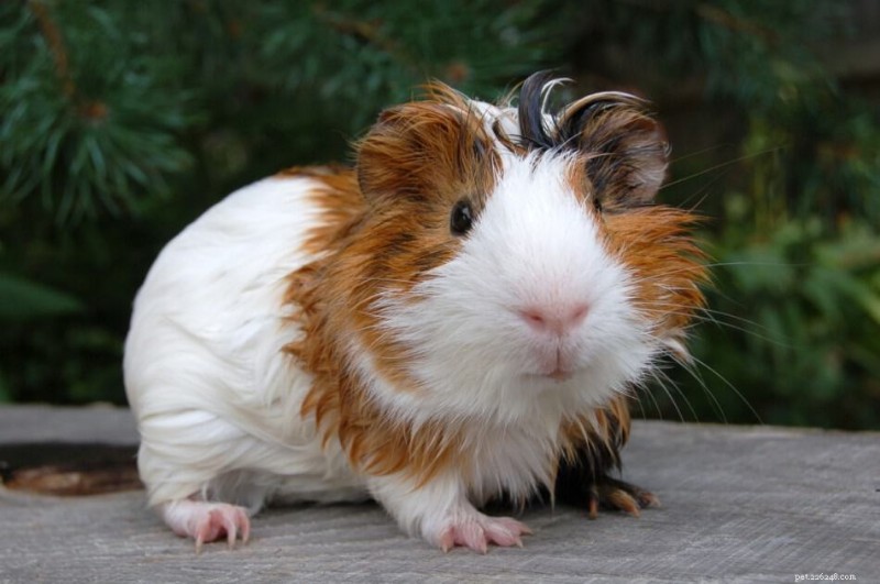 Why Guinea Pigs Fight — 5 Expert-Backed Strategies to End the Conflict