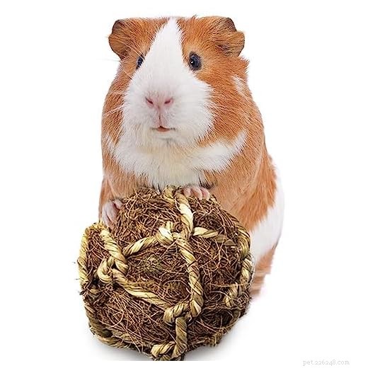 Why Guinea Pigs Fight — 5 Expert-Backed Strategies to End the Conflict