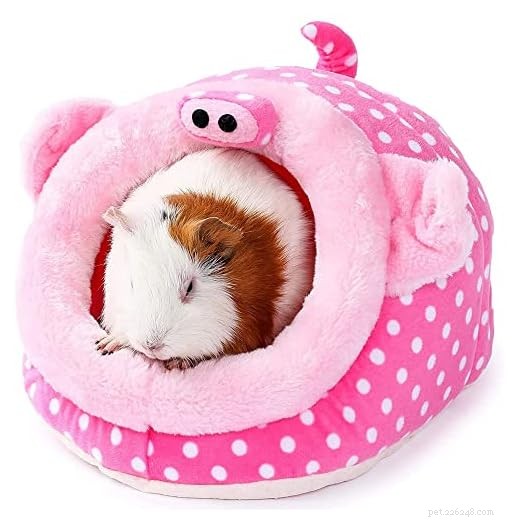Why Guinea Pigs Fight — 5 Expert-Backed Strategies to End the Conflict