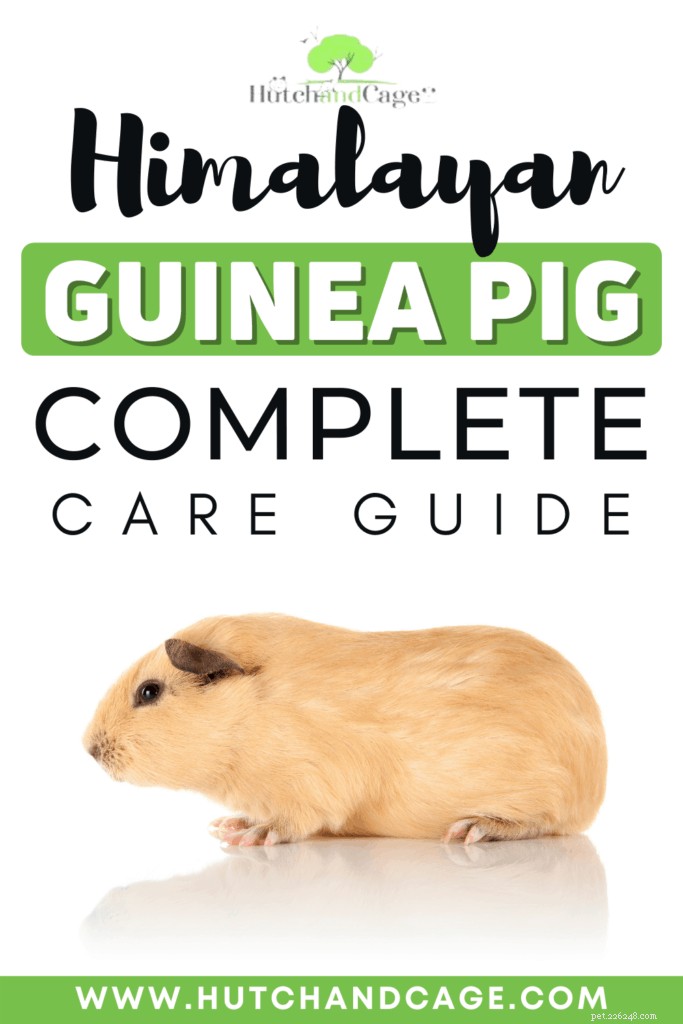 Himalayan Guinea Pig Care Guide: Diet, Housing, Socialization & Health Tips