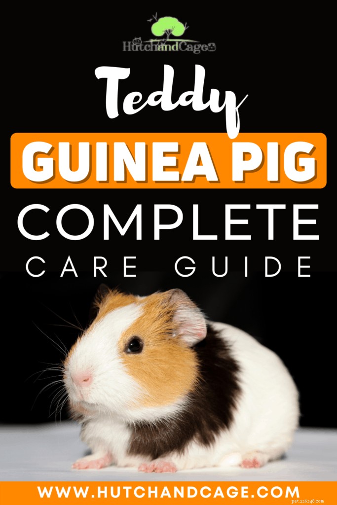 Teddy Guinea Pig Care Guide: Expert Tips for Diet, Housing, and Breeding