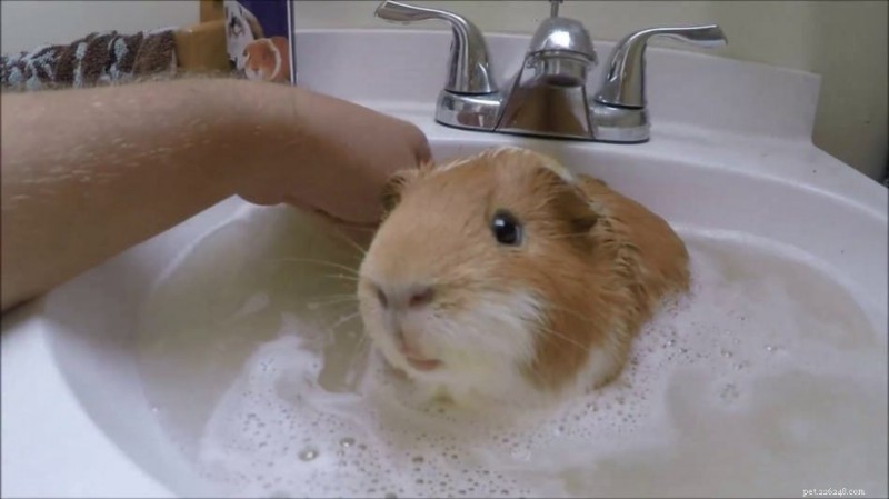 Teddy Guinea Pig Care Guide: Expert Tips for Diet, Housing, and Breeding