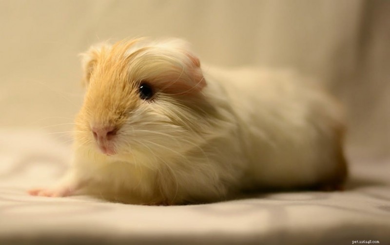 Recognizing Fear in Guinea Pigs: Key Signs & Practical Solutions