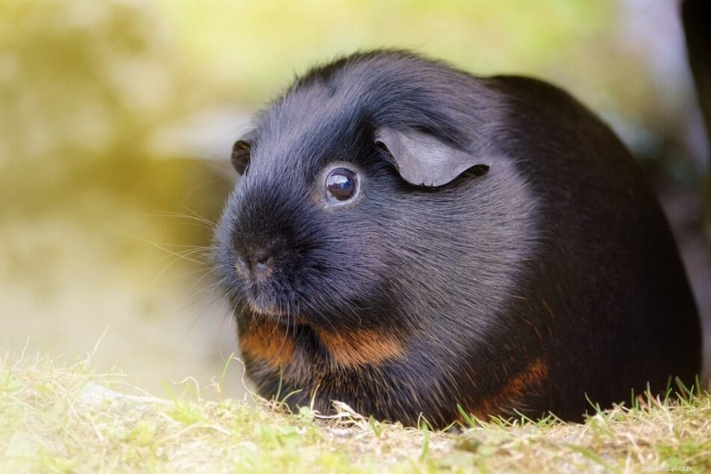 Recognizing Fear in Guinea Pigs: Key Signs & Practical Solutions
