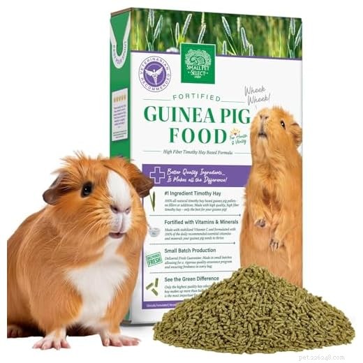 7 Essential Tips Before Bringing a Guinea Pig Home