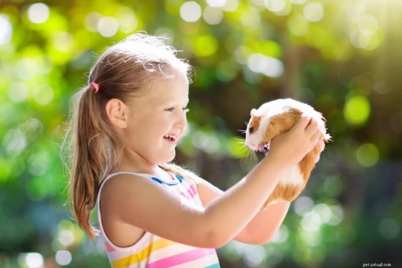 7 Expert Tips to Win Your Guinea Pig’s Heart