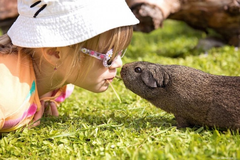 7 Expert Tips to Win Your Guinea Pig’s Heart