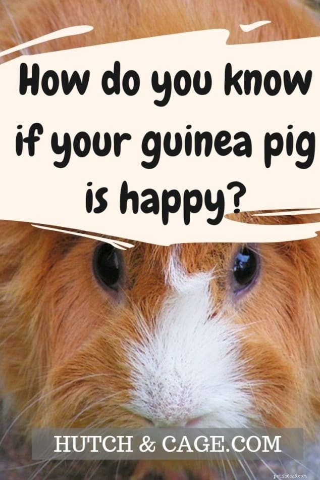 Is Your Guinea Pig Happy? 5 Key Signs to Watch For