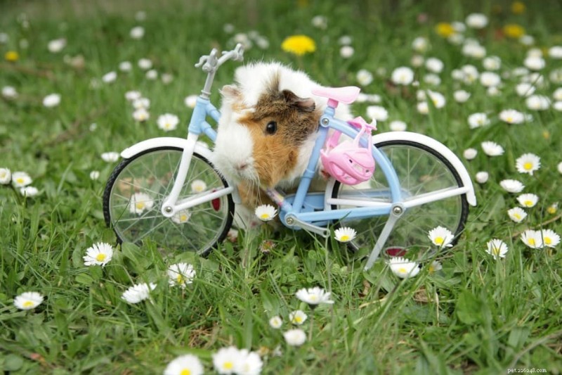 Keep Your Guinea Pig Engaged: Proven Ways to Prevent Boredom