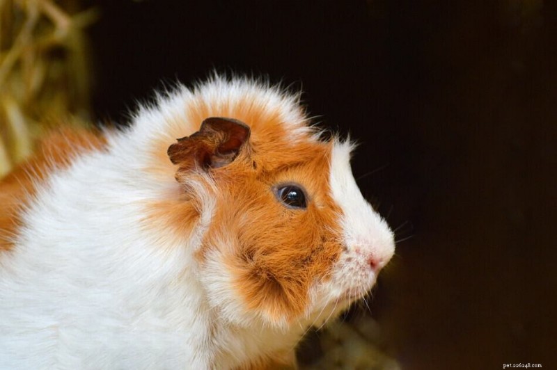 Why Do Guinea Pigs Shake? Expert Insights into Common Causes and When to Act