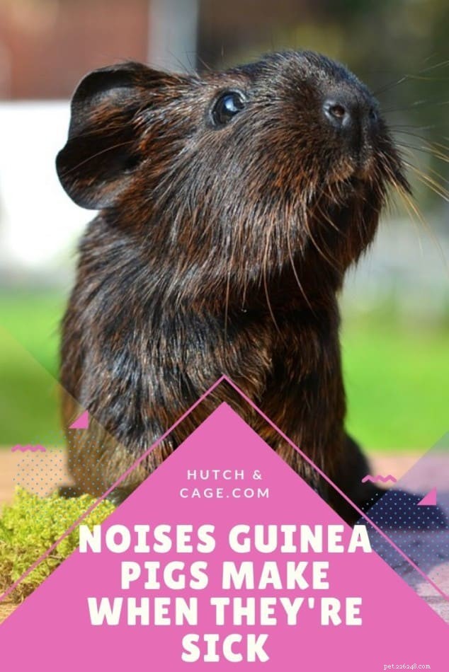 How to Recognize the Distress Sounds of a Sick Guinea Pig
