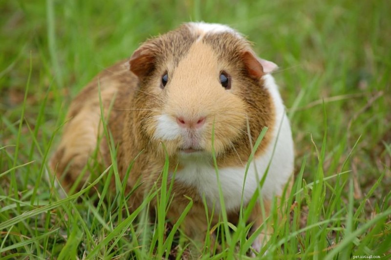 How to Recognize the Distress Sounds of a Sick Guinea Pig