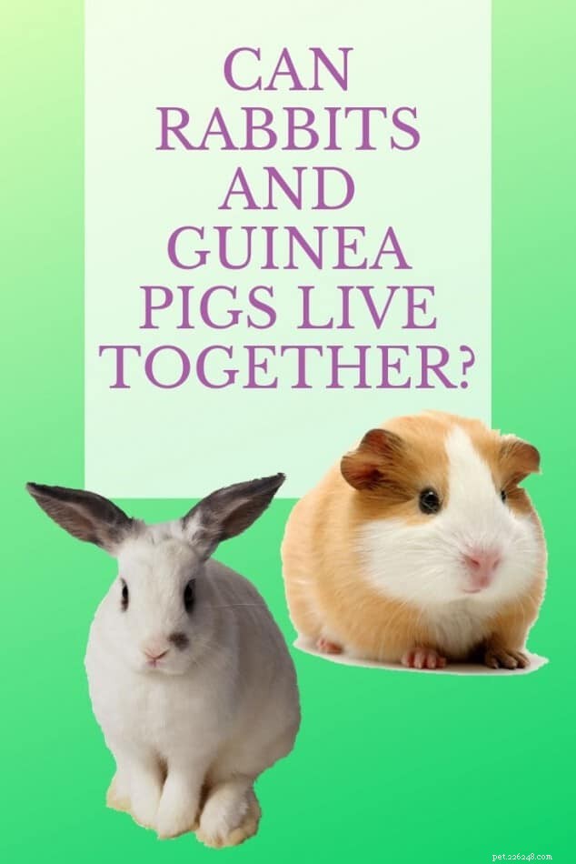 Can Guinea Pigs and Rabbits Coexist? A Vet‑Approved Guide