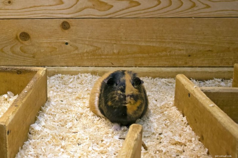 How Big Should a Guinea Pig Cage Be? Size, Shape, and Care Guidelines