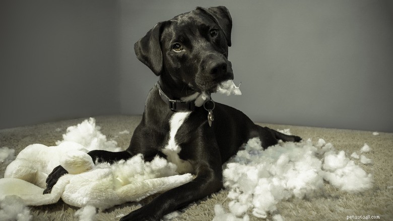Border Collie Mal Shreds New Stuffed Alligator—Why Dogs Destroy Toys and How to Manage the Chaos