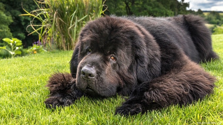 A Newfoundland’s Heart‑Wrenching Goodbye to Grandma Touches Hearts