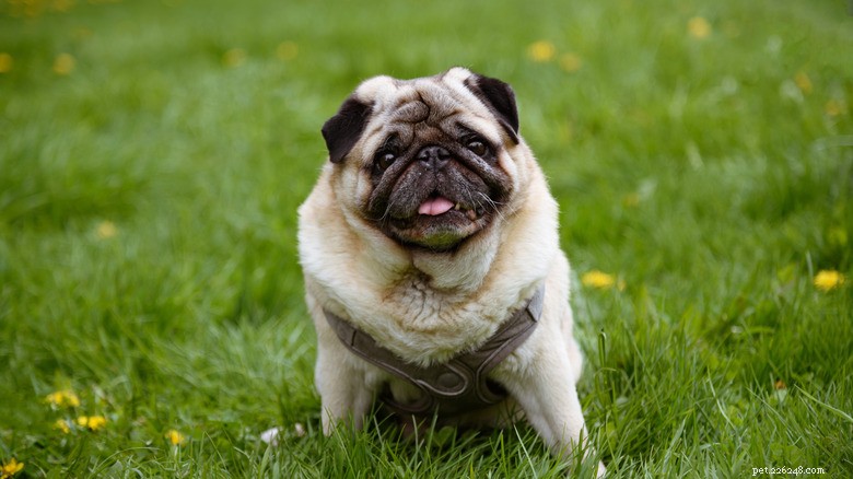 Pug Burton’s Hot‑Dog Moment at the Ballpark Wins 90K Instagram Likes