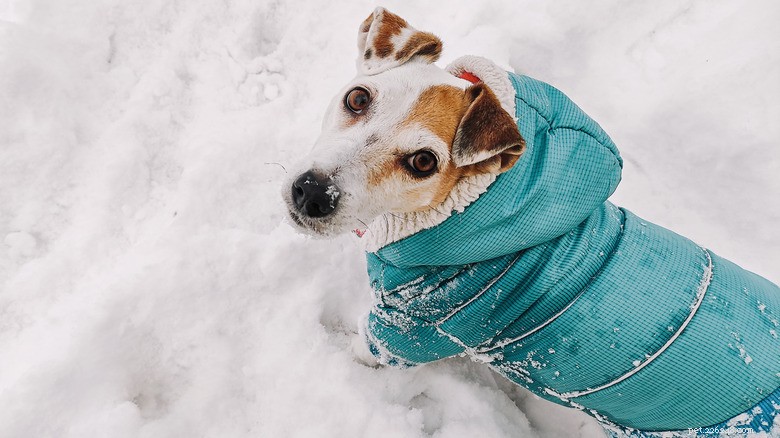 Cold‑Weather Refusal Sparks Playful Cat‑Dog Showdown – How to Get Your Pup Outside