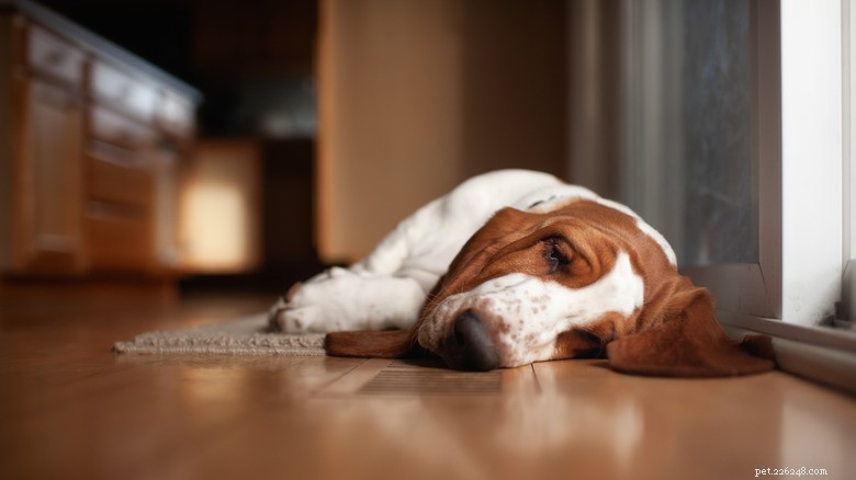 Basset Hound Gives Puppies a Breather, Cat Steps in as Temporary Cuddle Mom