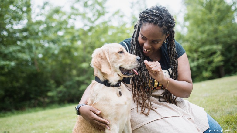 Golden Retriever Puppy’s Bacon Heist: Training Lessons and Healthy Treat Tips