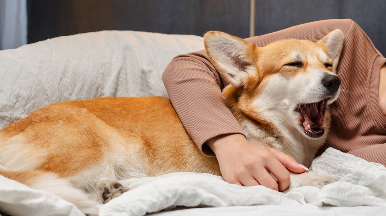 Meet Moose: The Corgi Who Turned a Simple Yawn into Viral Sweetness