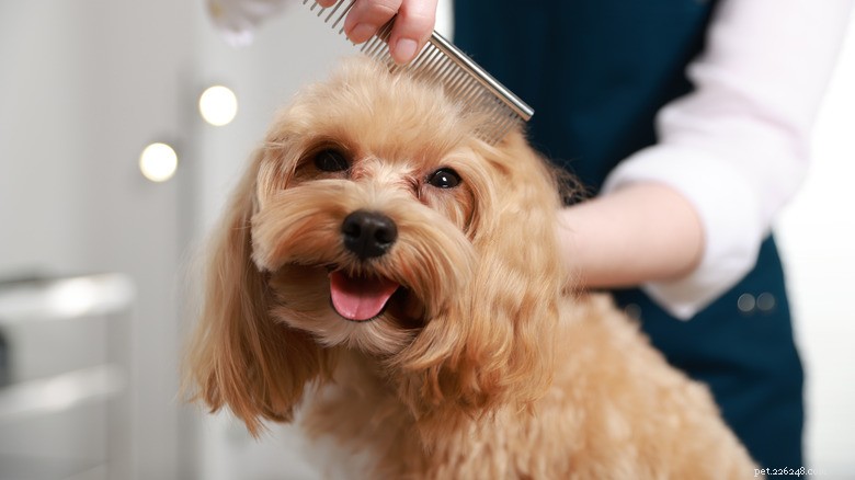 First Grooming Session: Sleepy Cavapoo Stays Calm and Sleeps Through the Trim