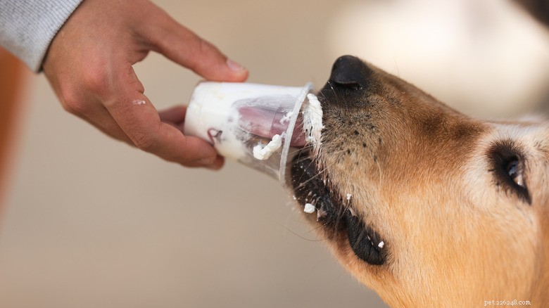 From Life‑Saving Rescue to First Pup Cup: One Husky s Emotional Journey